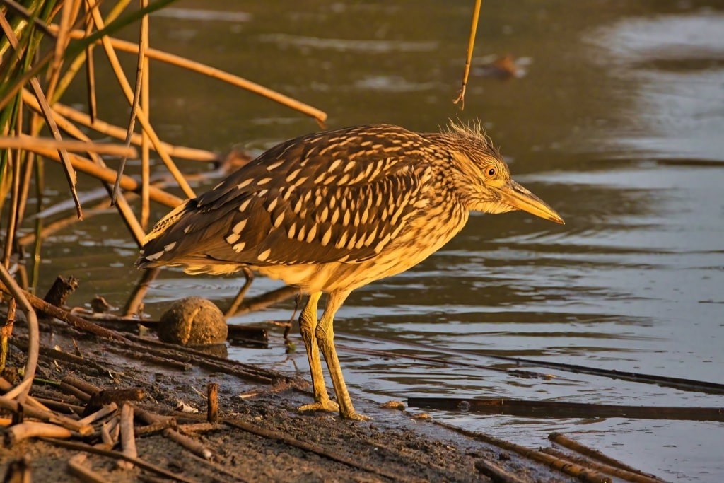 Bird spotted at the Andree Clark Bird Refuge