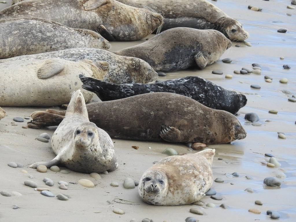 Harbor seals in Carpinteria Harbor Seal Rookery