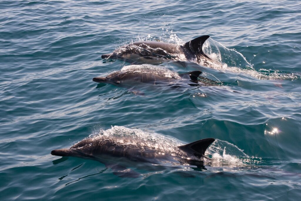 Bottlenose dolphins spotted in Santa Barbara