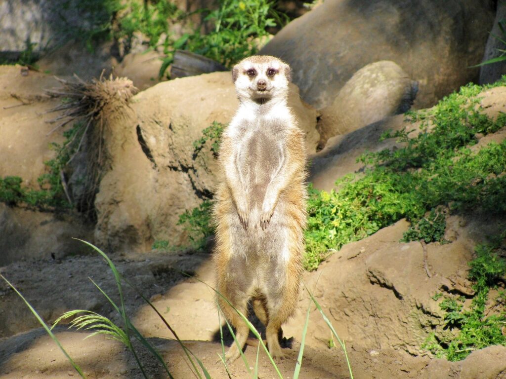 Meerkat spotted at the Santa Barbara Zoo