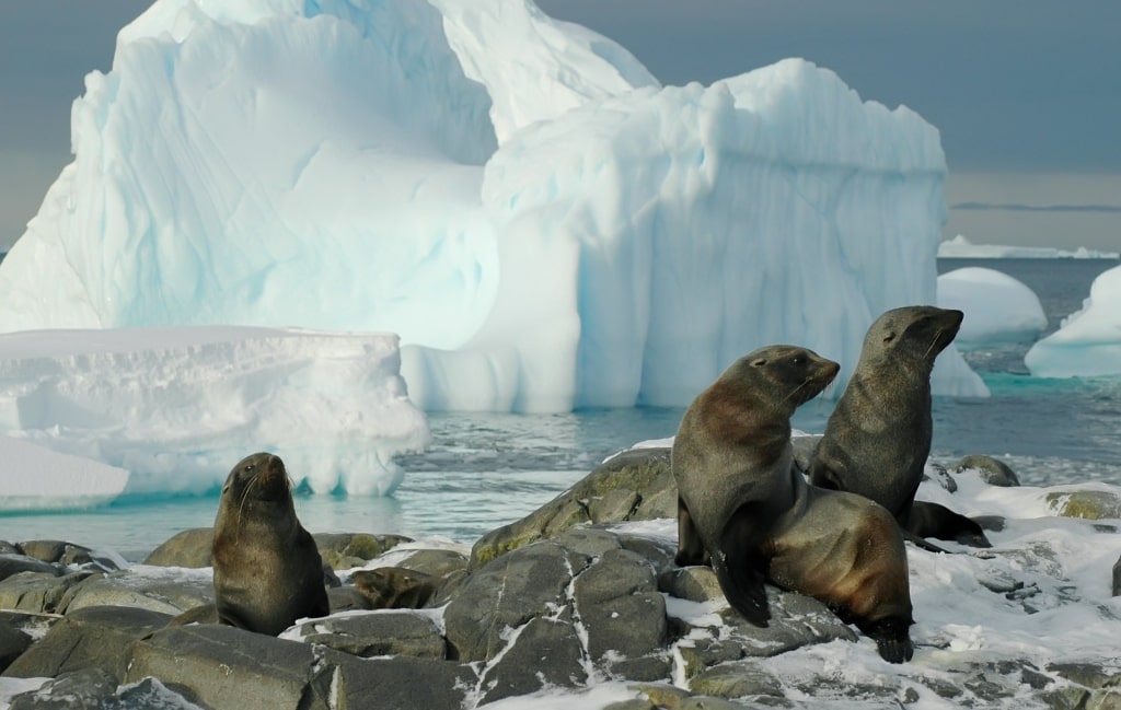 Antarctic Fur Seal on a snowy rock