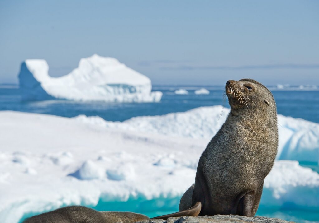 Antarctic Fur Seal on a snowy rock