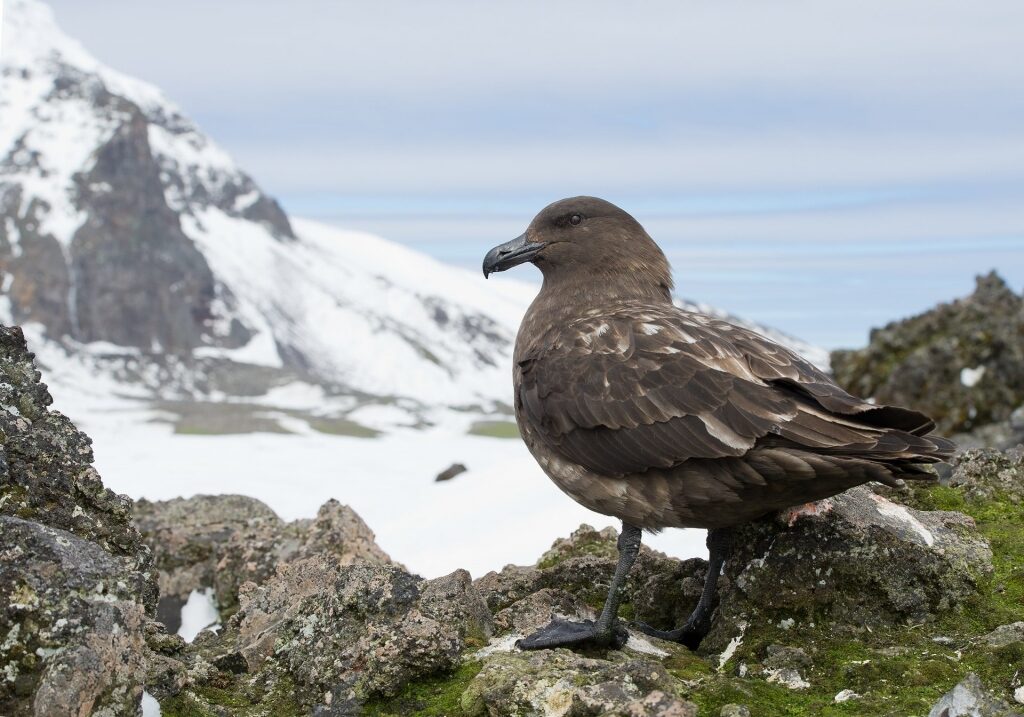 Popular bird in Antarctica called Brown Skua