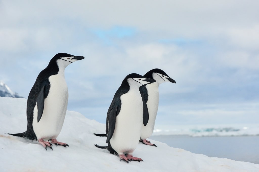 Chinstrap Penguin walking on snow