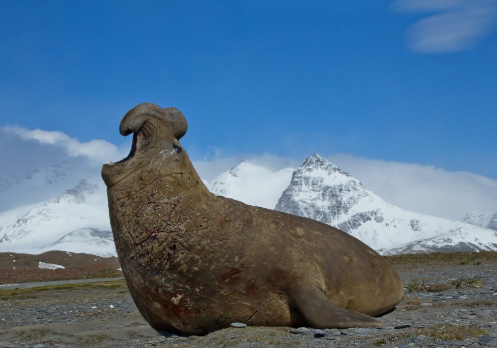 Elephant Seal in Antarctica
