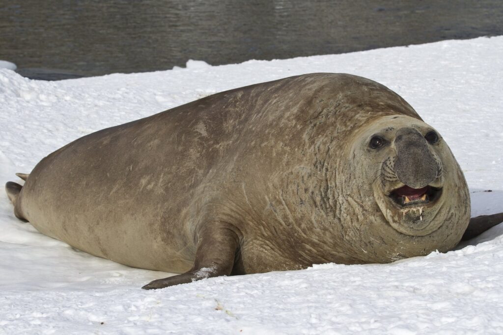 Elephant Seal on a snowy ground