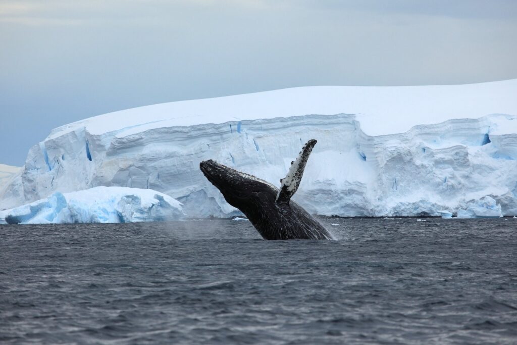 Humpback whale breaching in Antarctica