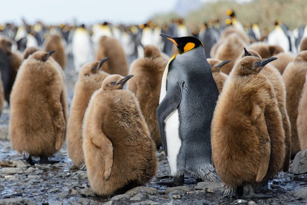 King Penguin with their chicks