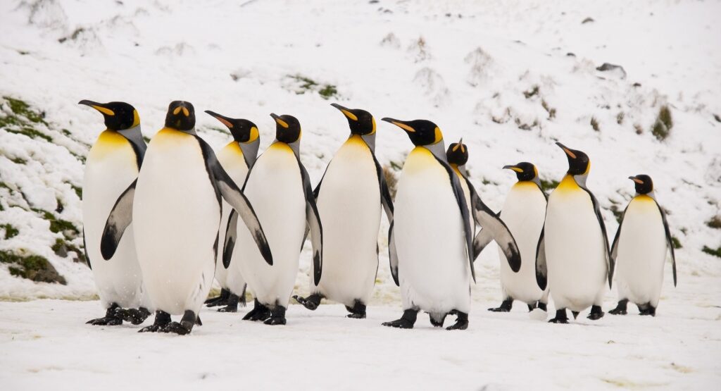Wildlife in Antarctica - King Penguin