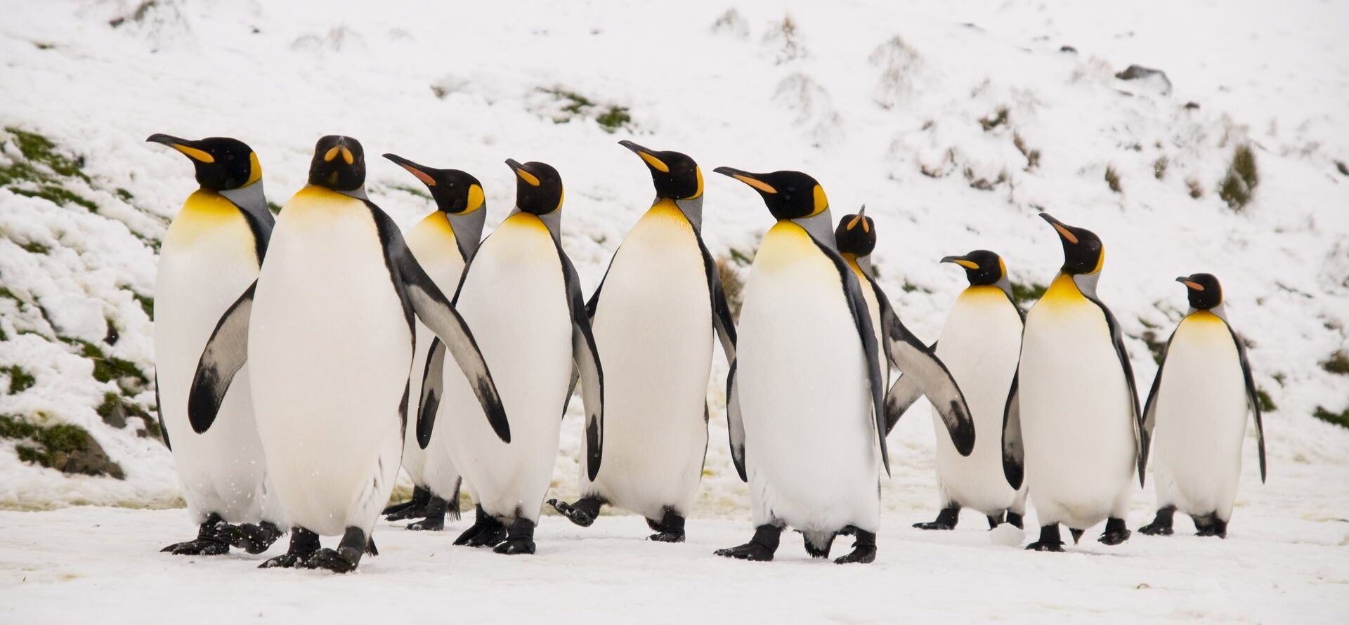 Most Extraordinary Wildlife in Antarctica | Celebrity Cruises