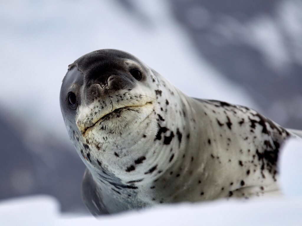 Wildlife in Antarctica - Leopard Seal