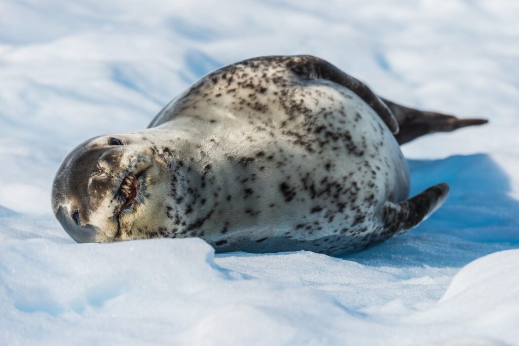 Leopard Seal on a snowy ground