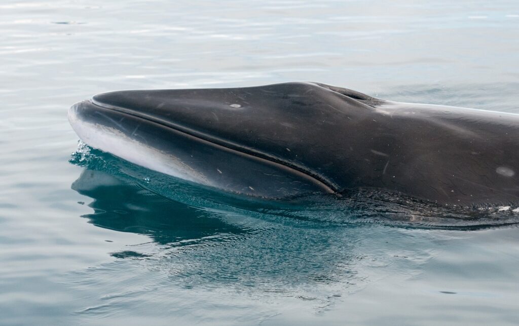 Minke Whale spotted in Antarctica