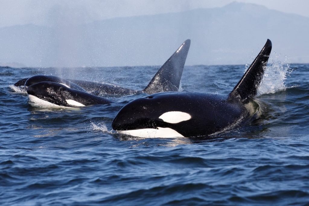 Wildlife in Antarctica - Orca