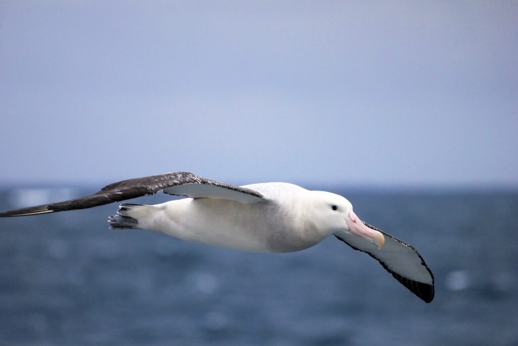 Wandering Albatross flying over Antarctica