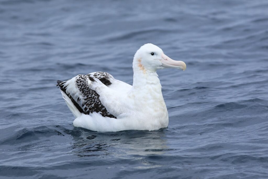Wandering Albatross resting on water