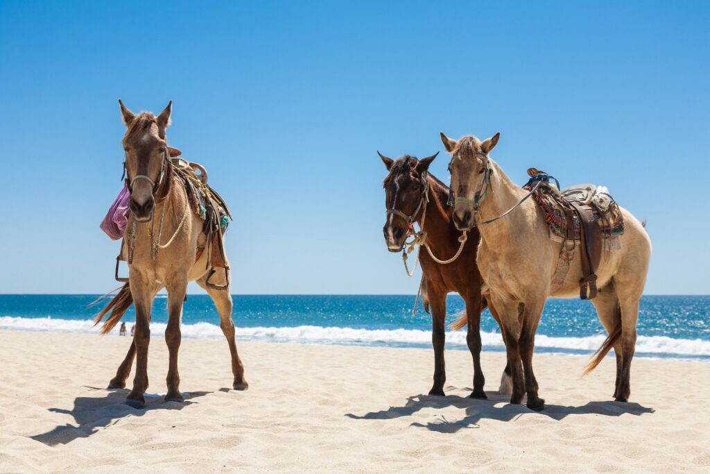 Horses spotted on the fine sands of Playa Migriño