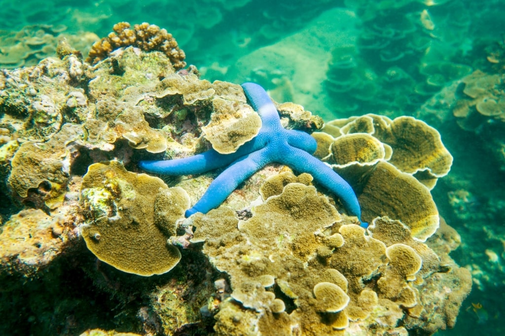 Starfish spotted while snorkeling Ao Sane (Jungle Beach)