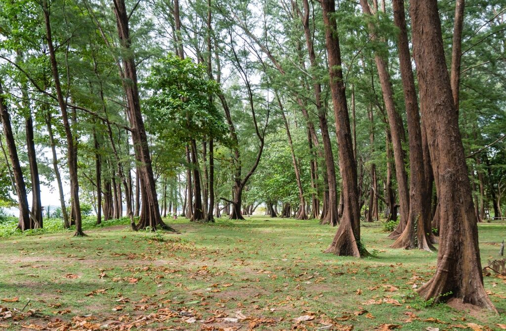 Trees along Sirinath National Park