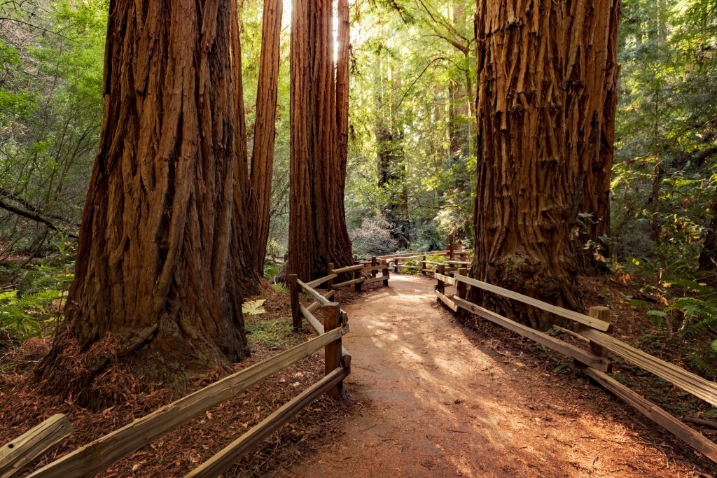 Massive trees at Muir Woods National Monument
