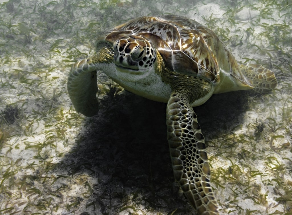 Sea turtle spotted in Maho Bay Beach, St. John