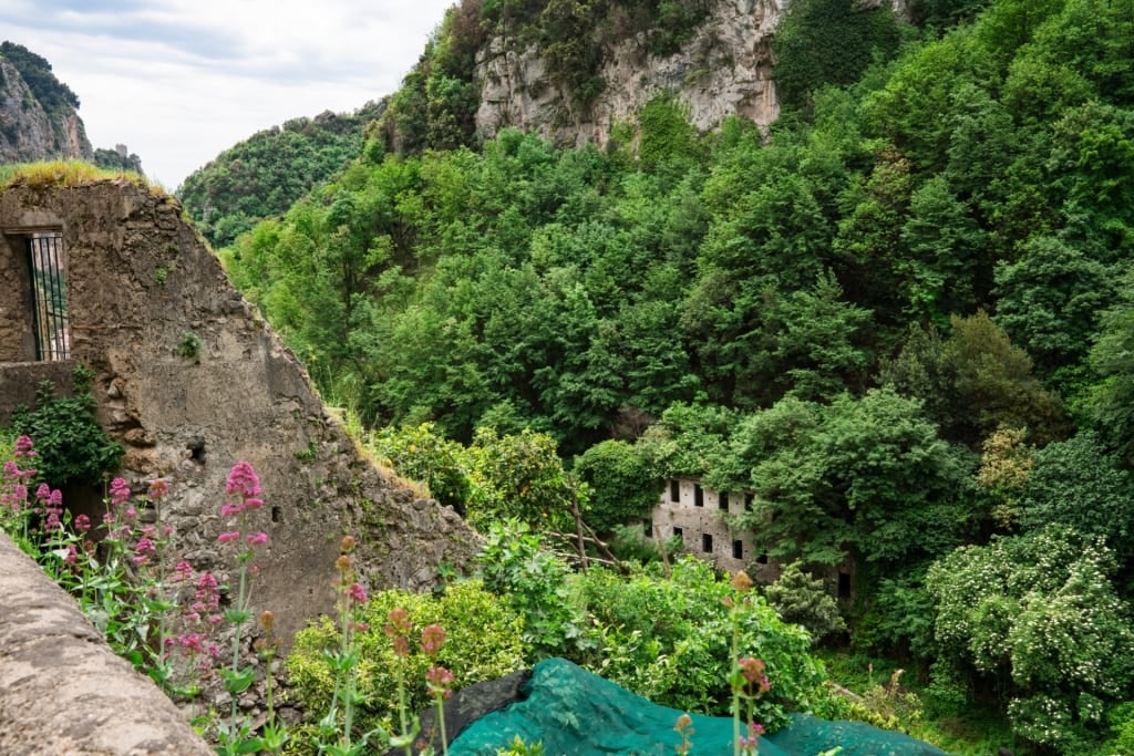 Lemon yards in Valle de Ferriere in Amalfi Coast, Italy