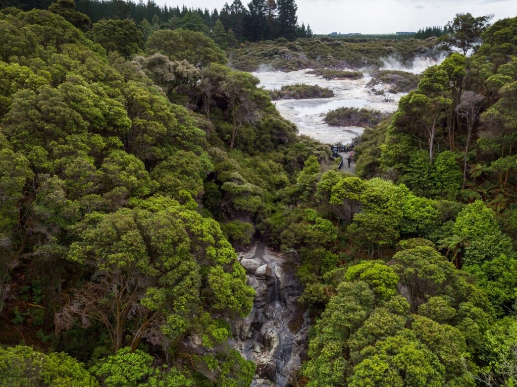 Lush landscape of Hell’s Gate, New Zealand