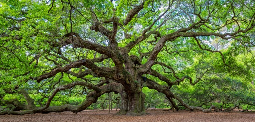 Iconic tree in Angel Oak Park 