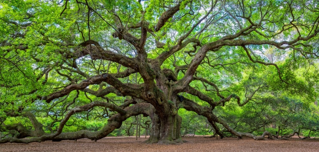 Iconic tree in Angel Oak Park 