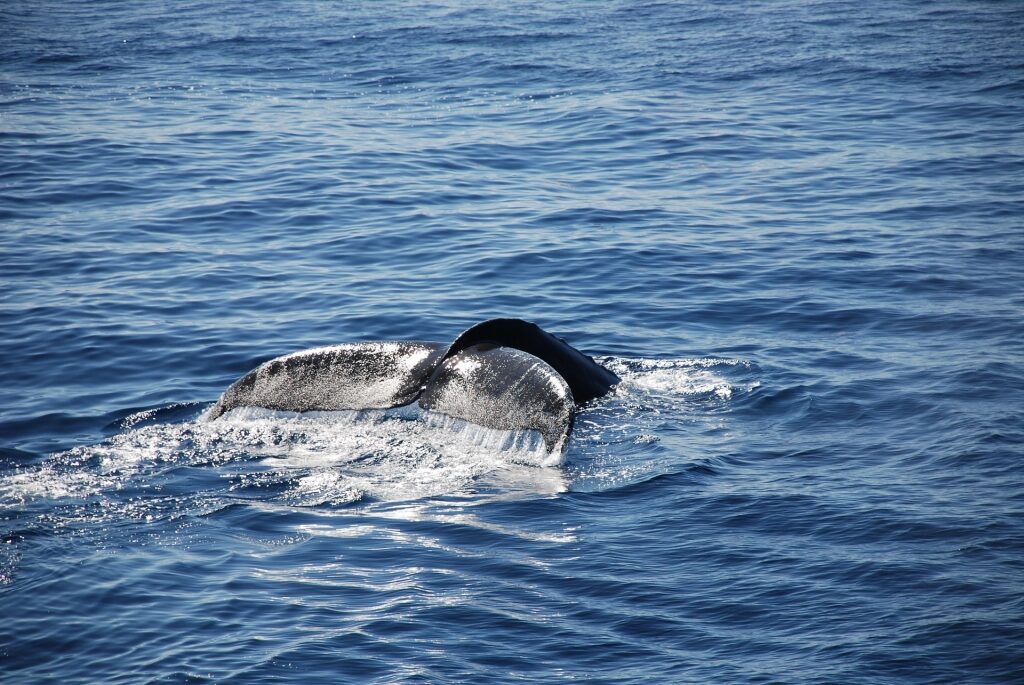 Whale spotted in Cabo San Lucas