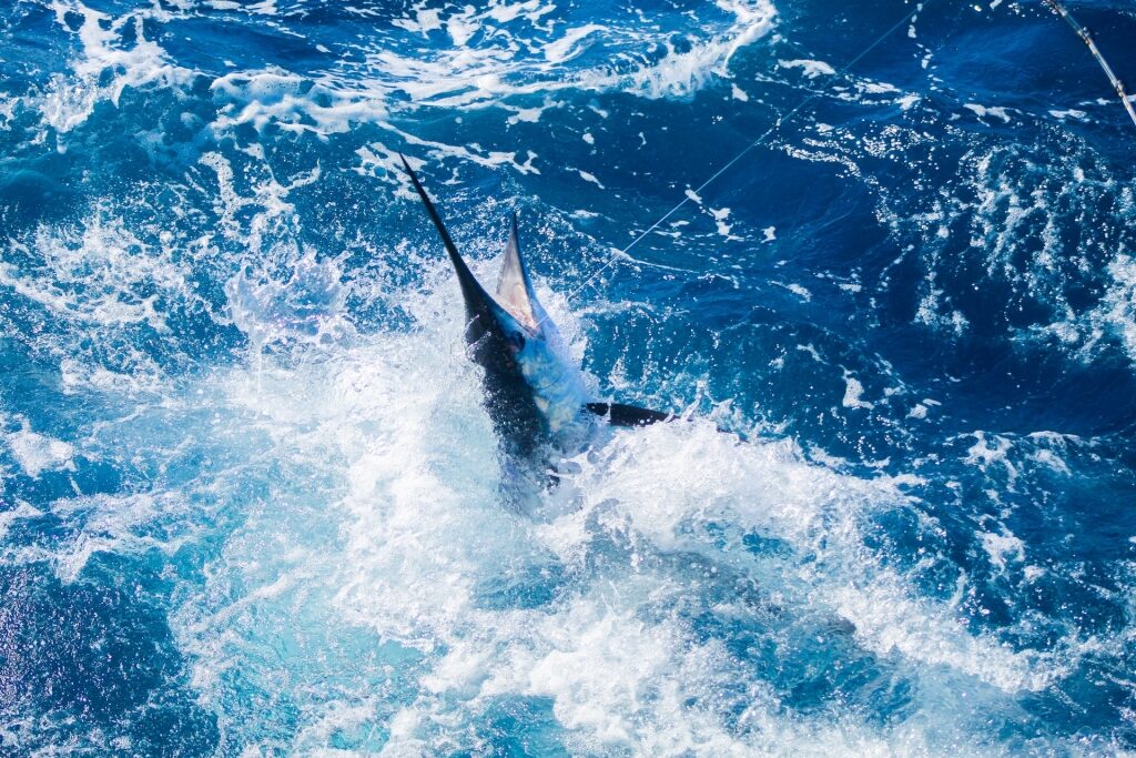 Sportfishing, one of the best things to do in Cabo