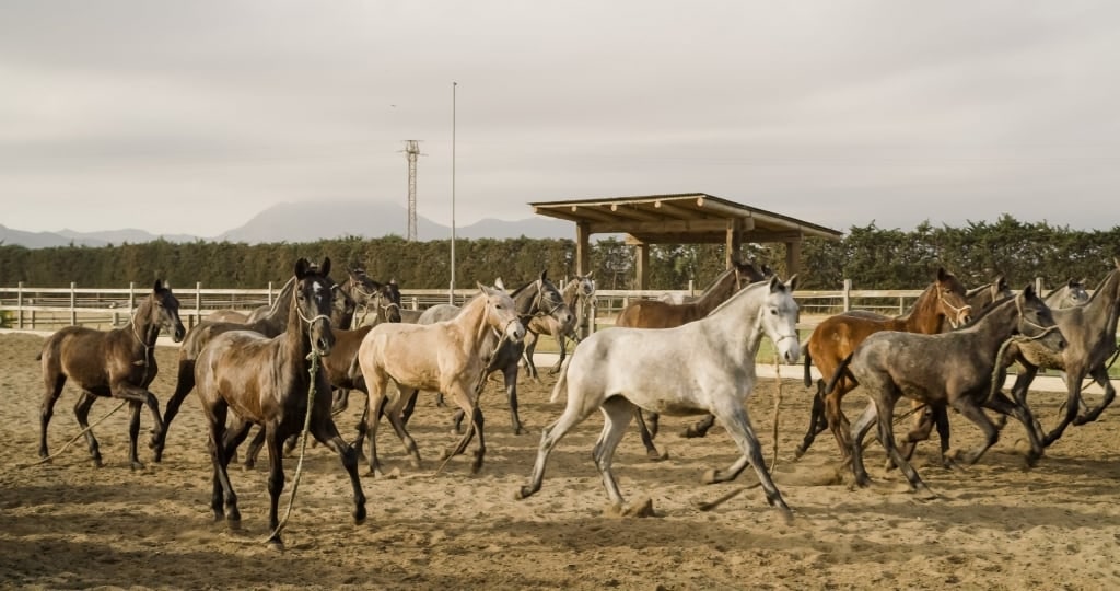 Andalusian horses at the Conesa Stud Farm