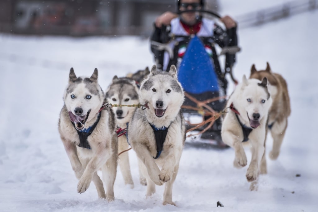 Alaskan huskies during dog sledding