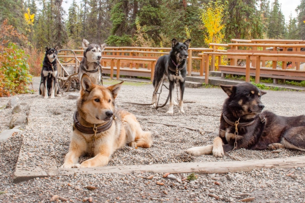 Alaskan Huskies resting at a camp