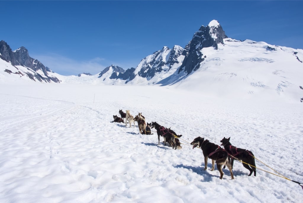 Dog sledding in Alaska during winter