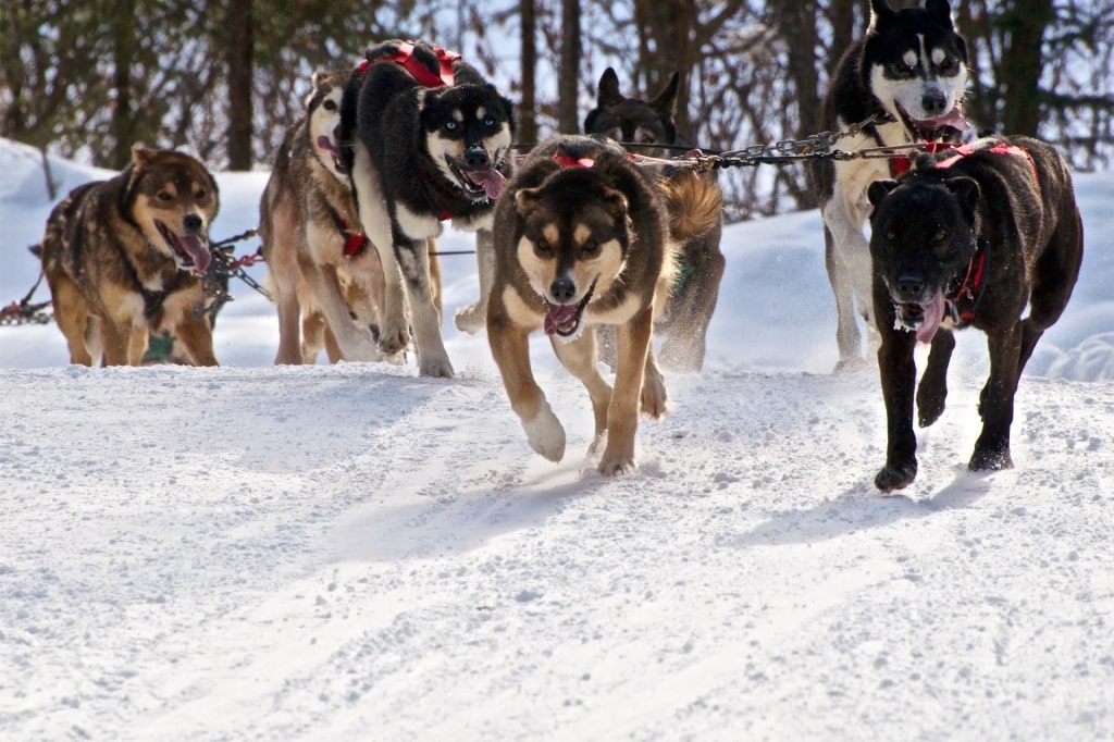 Alaskan Huskies race across snowy trails