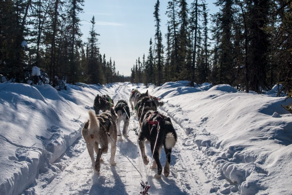 View of Alaskan Huskies while dog sledding