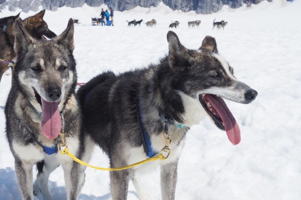 Alaskan Huskies resting after a dog sledding adventure