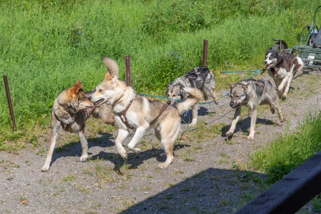 Alaskan Huskies in Denali National Park