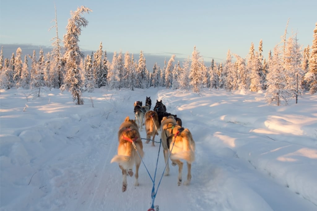 Dog sledding in Fairbanks Alaska during winter