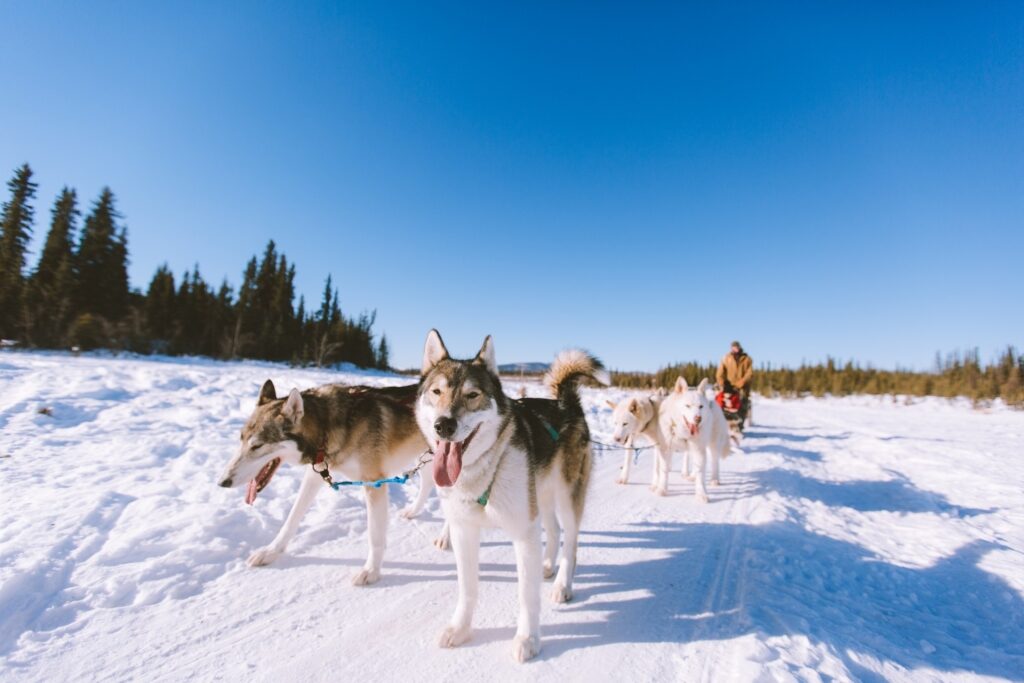 Alaskan Huskies resting in Fairbanks
