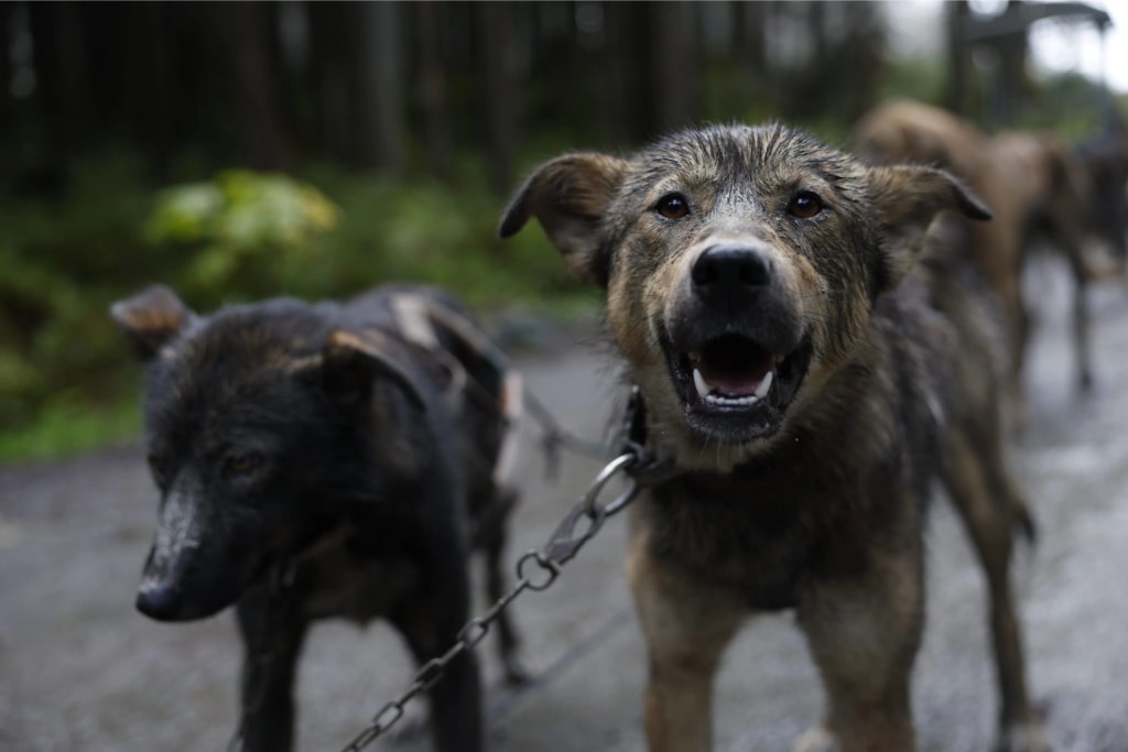 Dogs from Musher’s Camp, Juneau