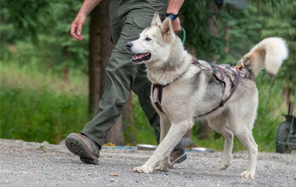 Alaskan Husky walking in Denali National Park