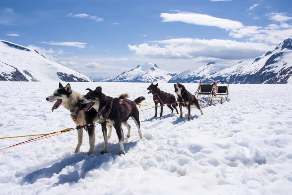 Huskies while dog sledding in Alaska