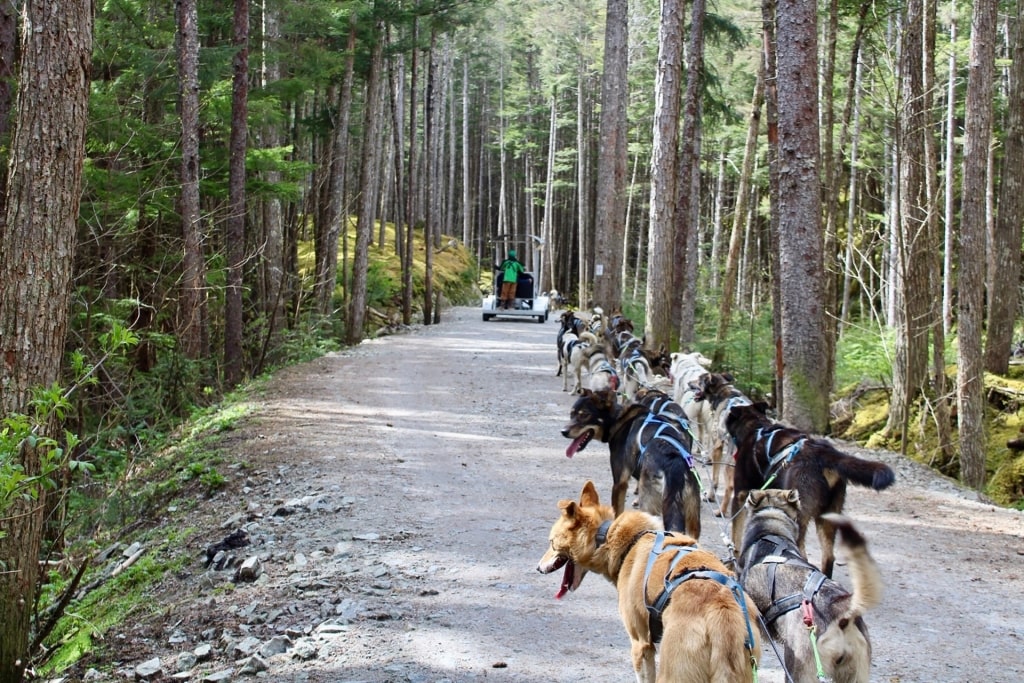 Alaskan Huskies on a trail in Skagway