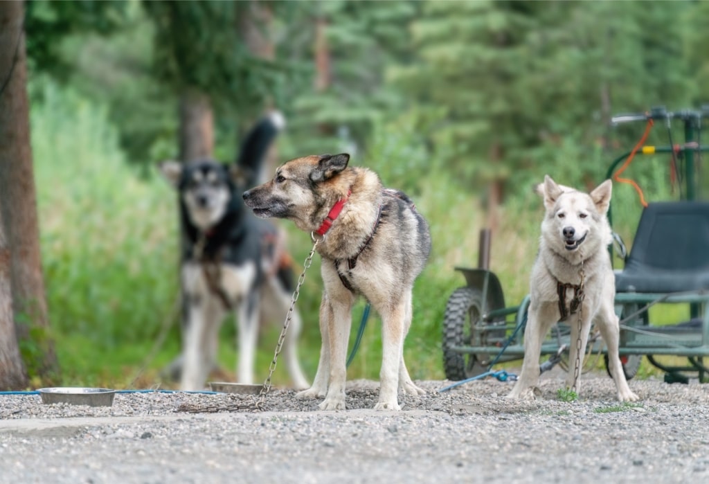 Alaskan Huskies on a trail