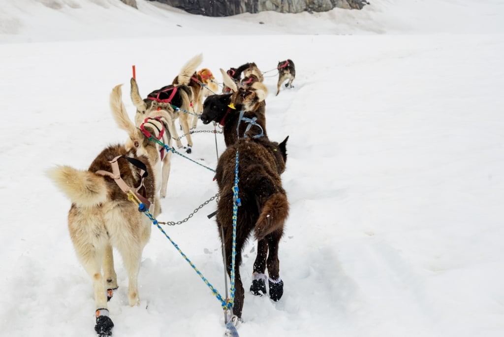 View while dog sledding in Alaska