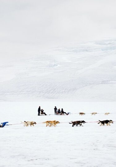 People dog sledding in Alaska