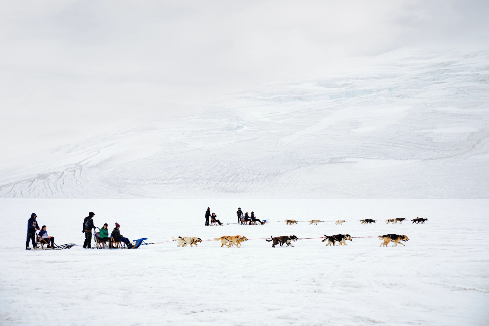 Where to Go Dog Sledding in Alaska Celebrity Cruises