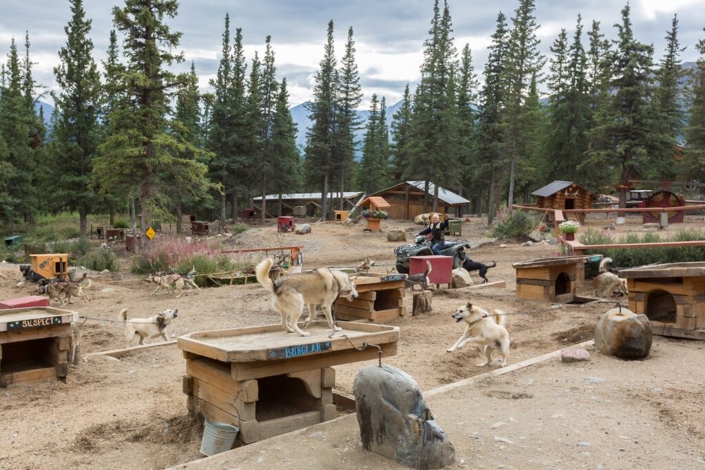 Dogs relaxing at the Husky Homestead, Denali National Park